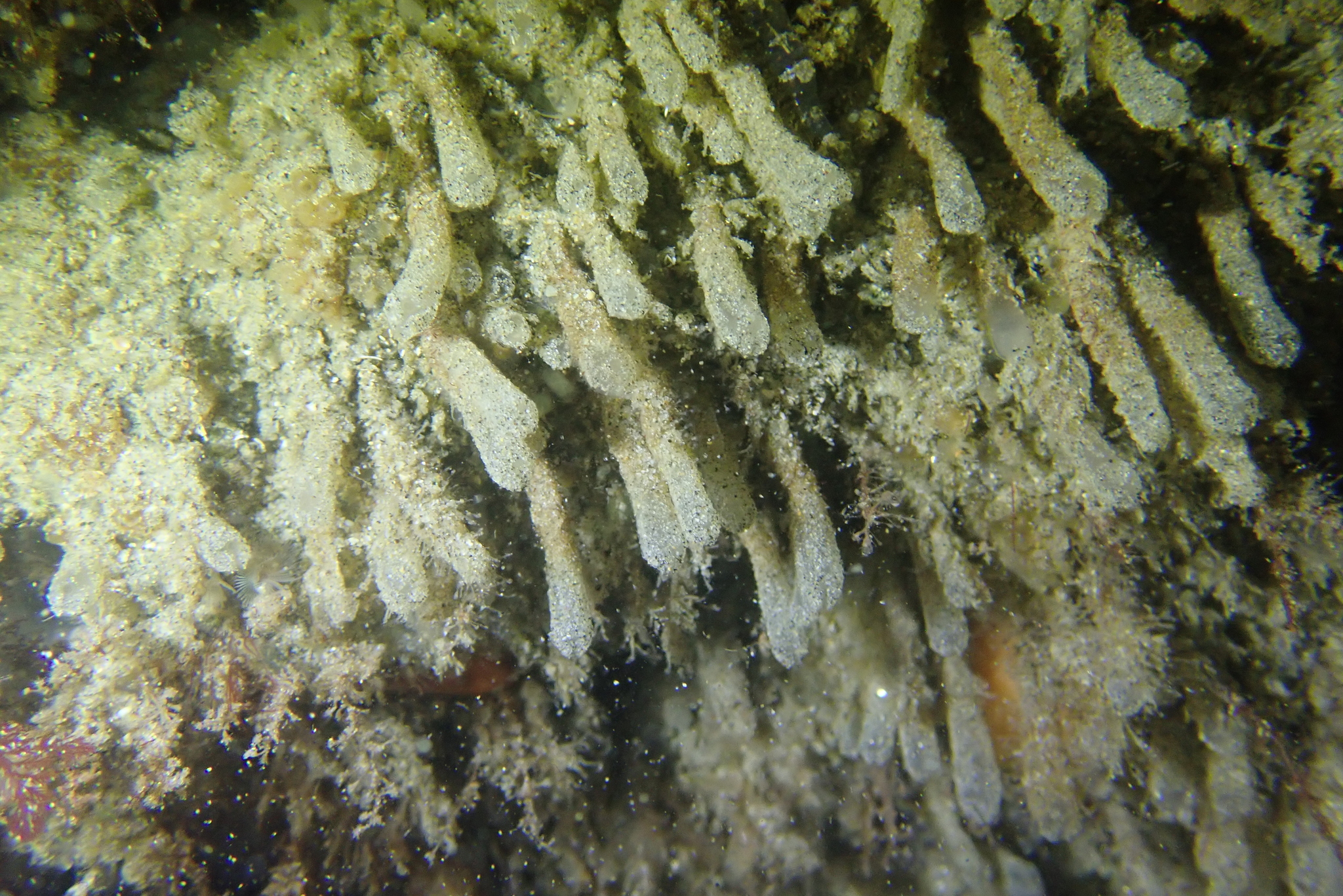 Euherdmania claviformis (Ritter, 1903)