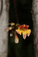 Colea