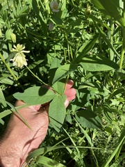 Trifolium howellii