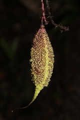 Colea
