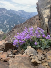 Penstemon montanus montanus