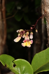 Colea