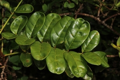 Colea