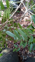 Cordyla madagascariensis image