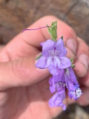 Penstemon montanus montanus