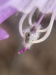 Penstemon montanus montanus