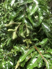Pentagonia tinajita