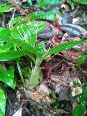 Liparis andringitrana