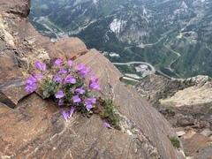 Penstemon montanus montanus