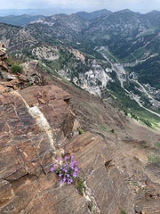 Penstemon montanus montanus