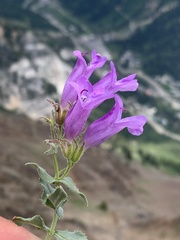 Penstemon montanus montanus