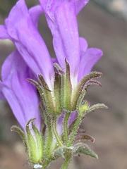 Penstemon montanus montanus