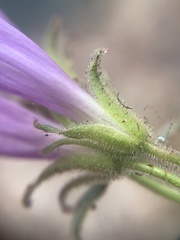 Penstemon montanus montanus