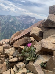 Collomia debilis debilis