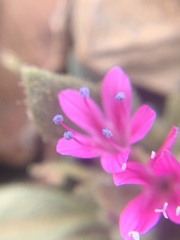 Collomia debilis debilis