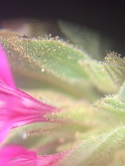 Collomia debilis debilis