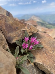 Collomia debilis debilis