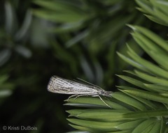 Agriphila plumbifimbriellus