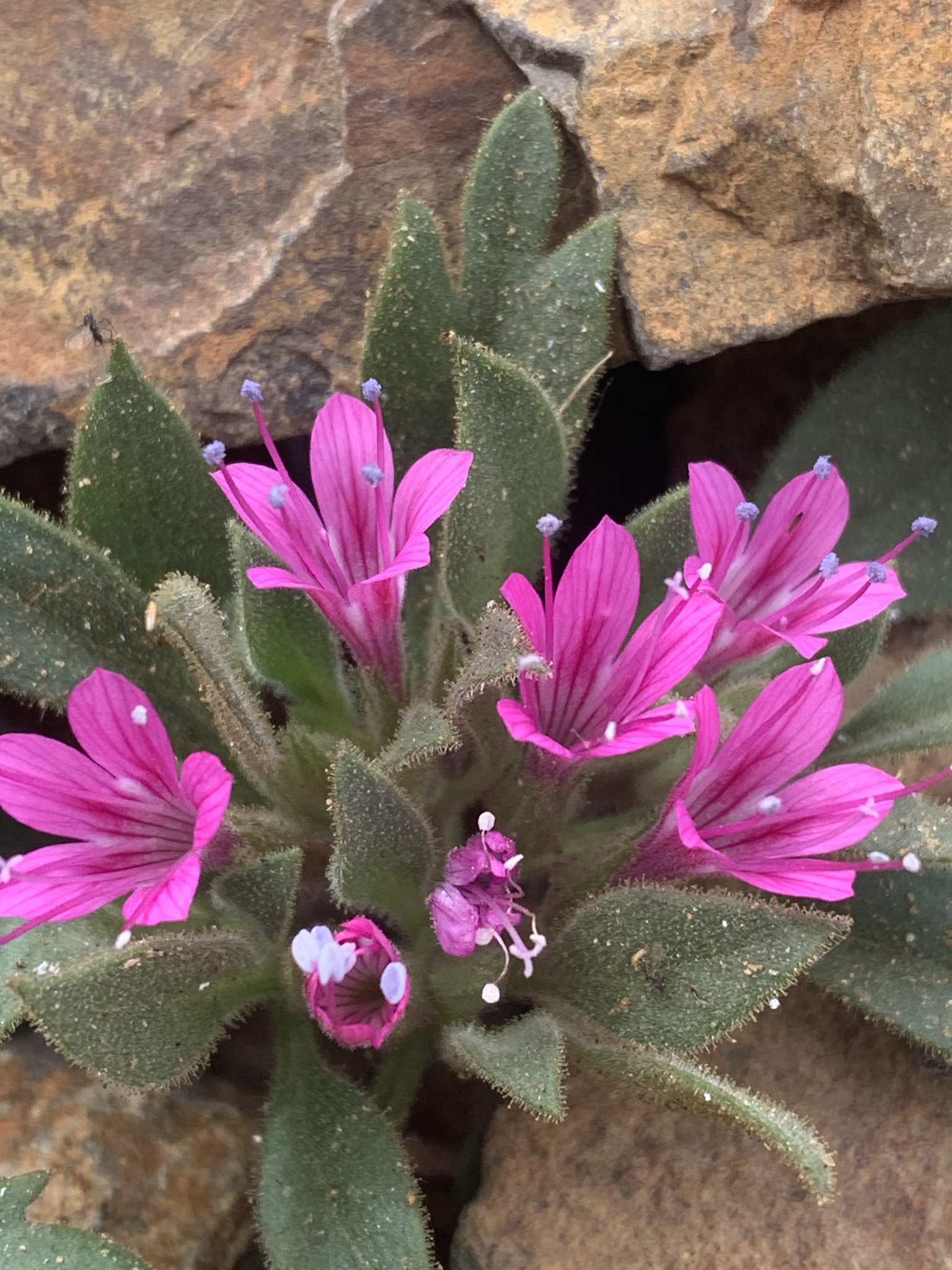 Collomia debilis