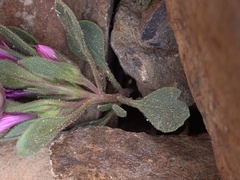 Collomia debilis debilis