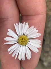 Erigeron garrettii
