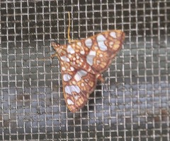 Glyphodes canthusalis