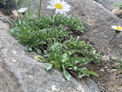 Erigeron garrettii