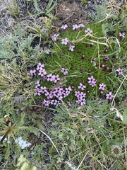 Silene acaulis