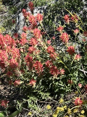 Castilleja miniata miniata