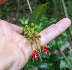 Fuchsia sessilifolia