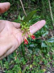 Fuchsia sessilifolia