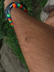 Aedes trivittatus