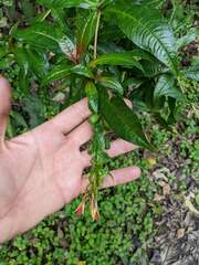 Fuchsia sessilifolia