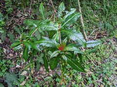 Fuchsia sessilifolia