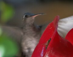 Cynanthus latirostris