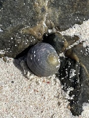 Nerita peloronta
