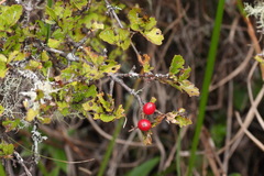 Viburnum parvifolium
