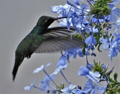 Cynanthus latirostris