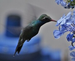 Cynanthus latirostris