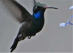 Cynanthus latirostris