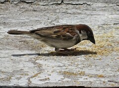 Passer domesticus