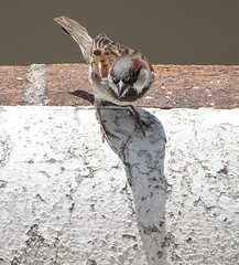 Passer domesticus