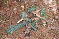 Pinus armandi