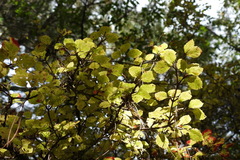 Viburnum parvifolium
