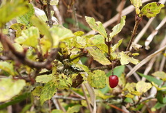 Viburnum parvifolium