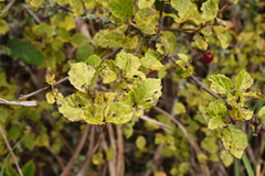 Viburnum parvifolium