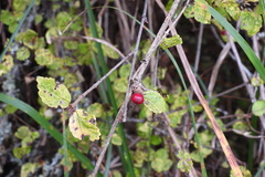 Viburnum parvifolium