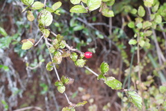 Viburnum parvifolium