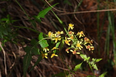 Senecio scandens incisus
