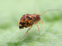Ptenothrix maculosa olympia
